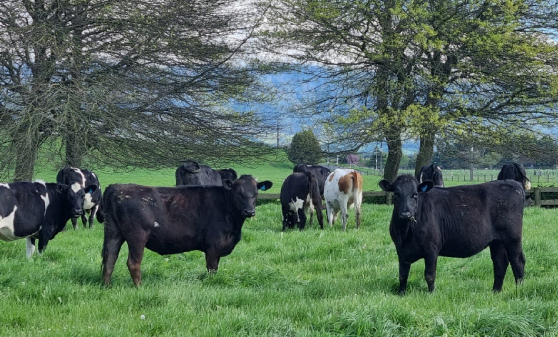 Case Study on the effect of Forage Balancer® – Weaner