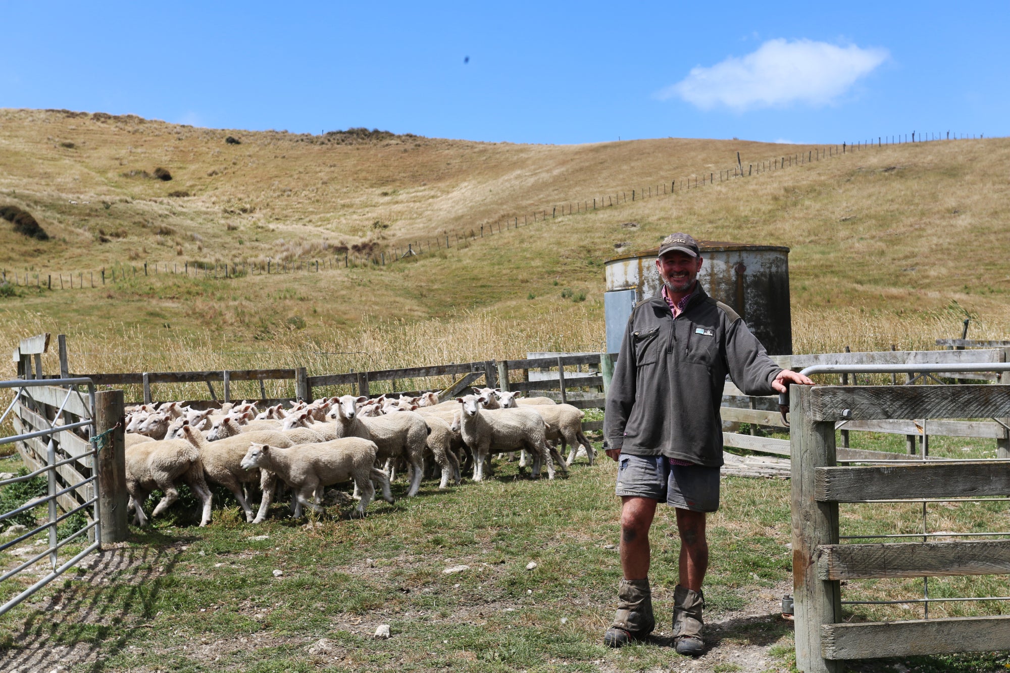 Papakihau Station, Sheep