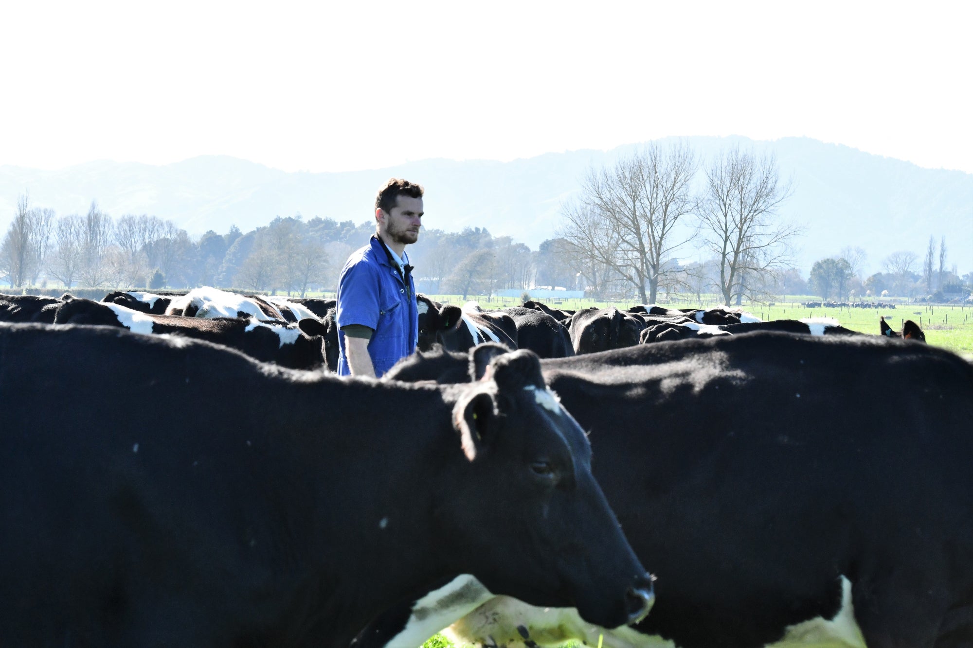 Wakefield Farms, Dairy Farm