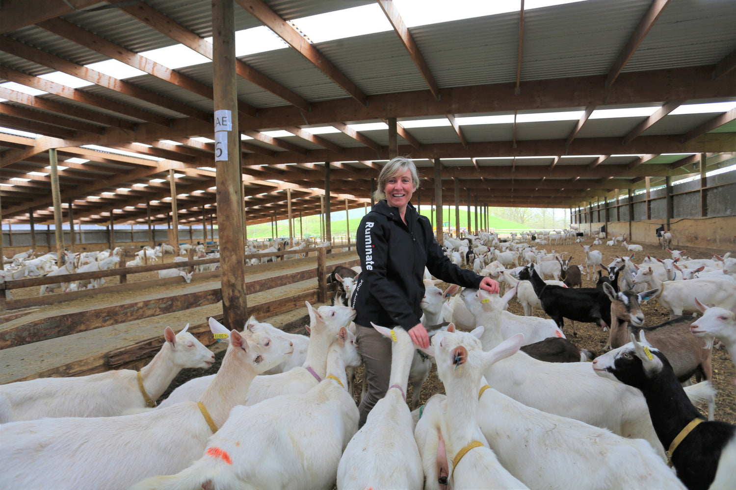 Minerals for Dairy Sheep + Goats